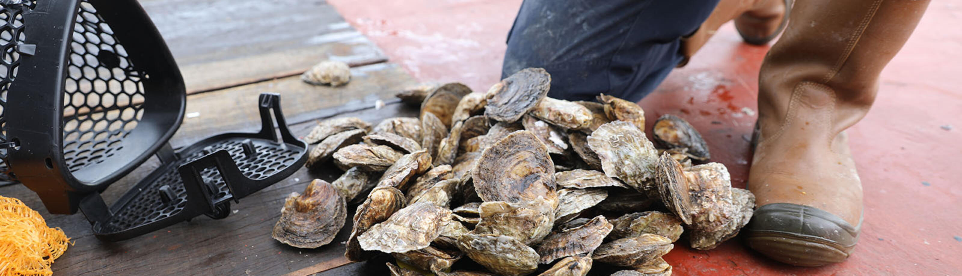 Oesters Op Dek